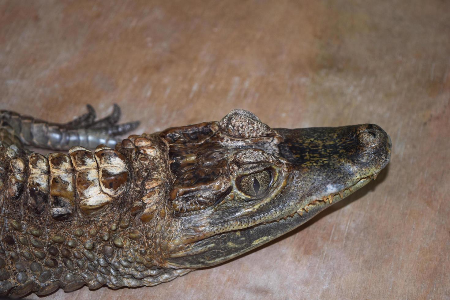 a head with scary crocodile or alligator eyes photo