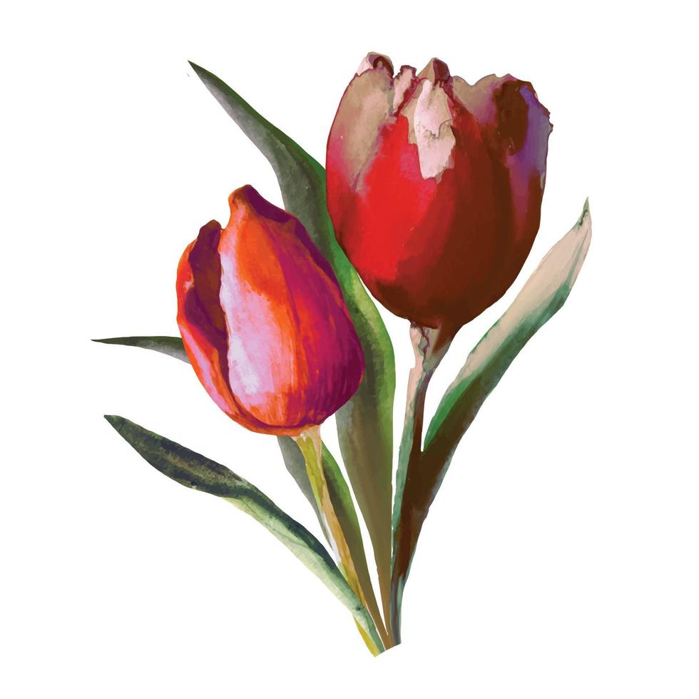 ramo de flores florecientes de tulipanes rojos, vector de ilustración