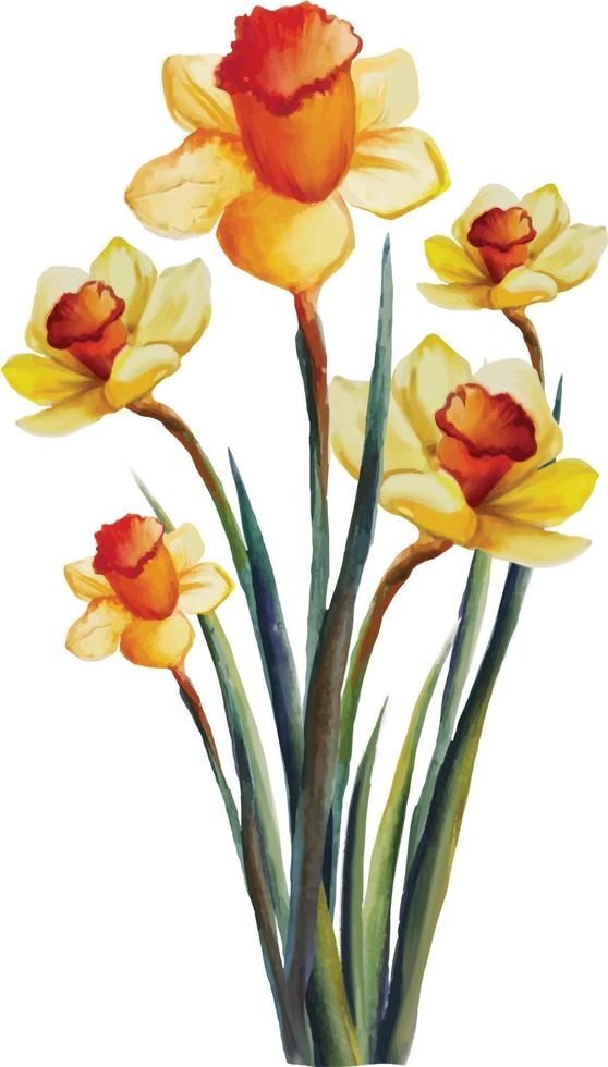 blooming yellow daffodil flower with leaves botanical watercolor ...