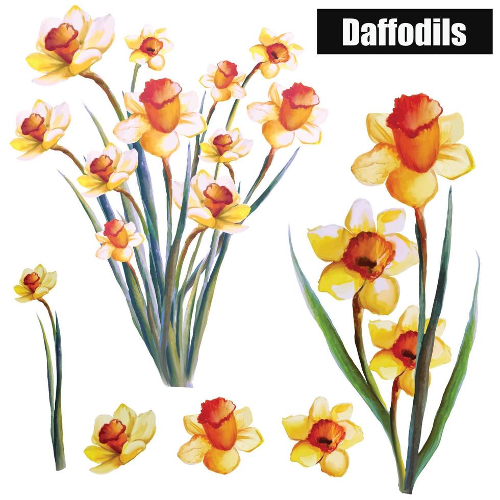 Set Bouquet Blooming Flower Yellow Daffodils With Leaves Botanical Watercolor Illustration Vector
