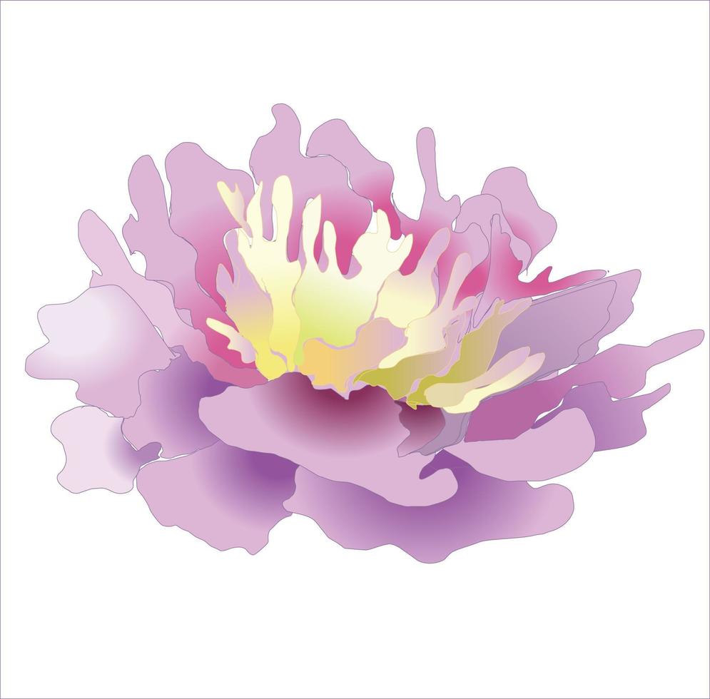 blooming peony flower in a watercolor style on a white background vector