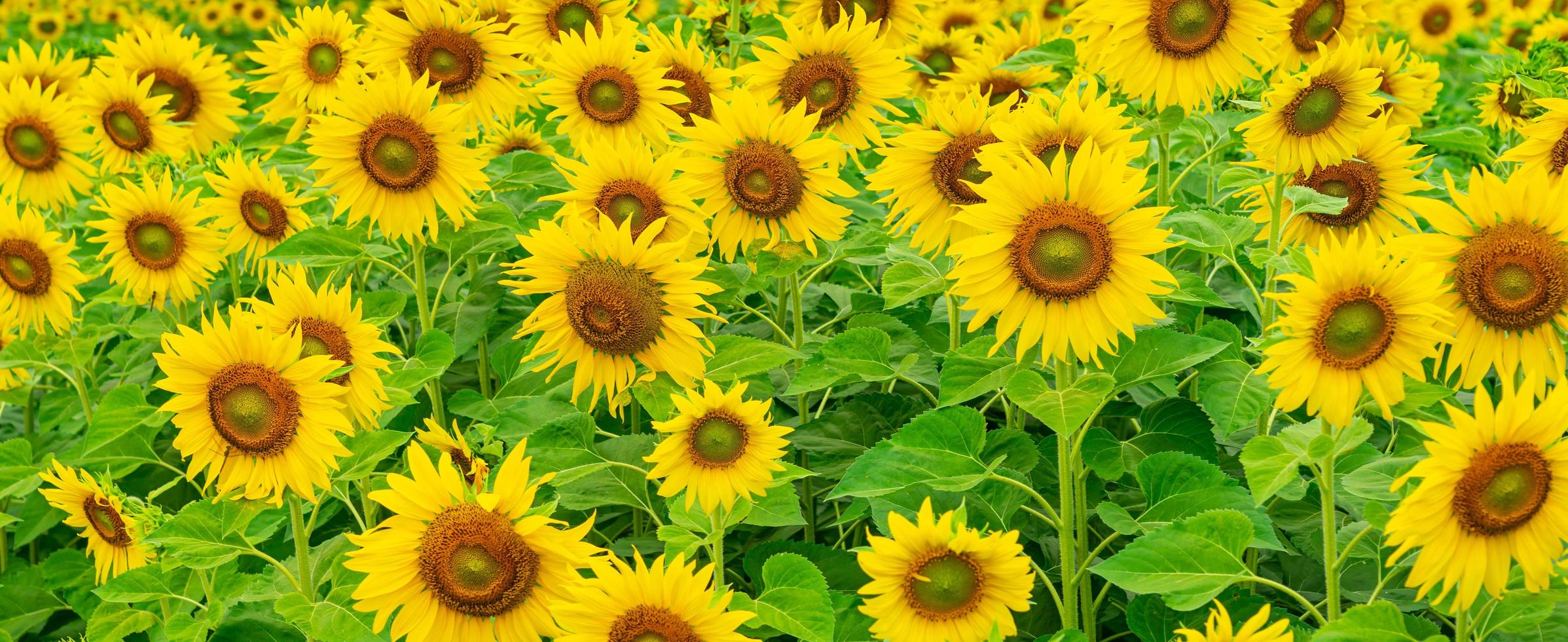 Panorama image of Sunflower field nature scene background. photo