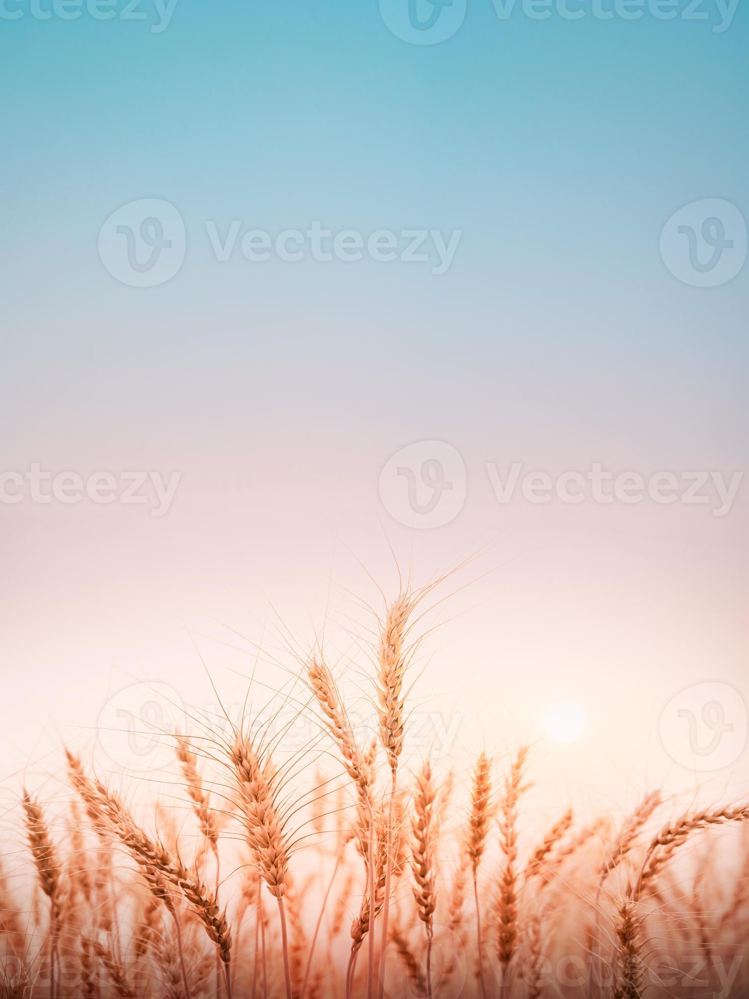 Beautiful landscape of golden wheat field with sunset natural background.  7143833 Stock Photo at Vecteezy