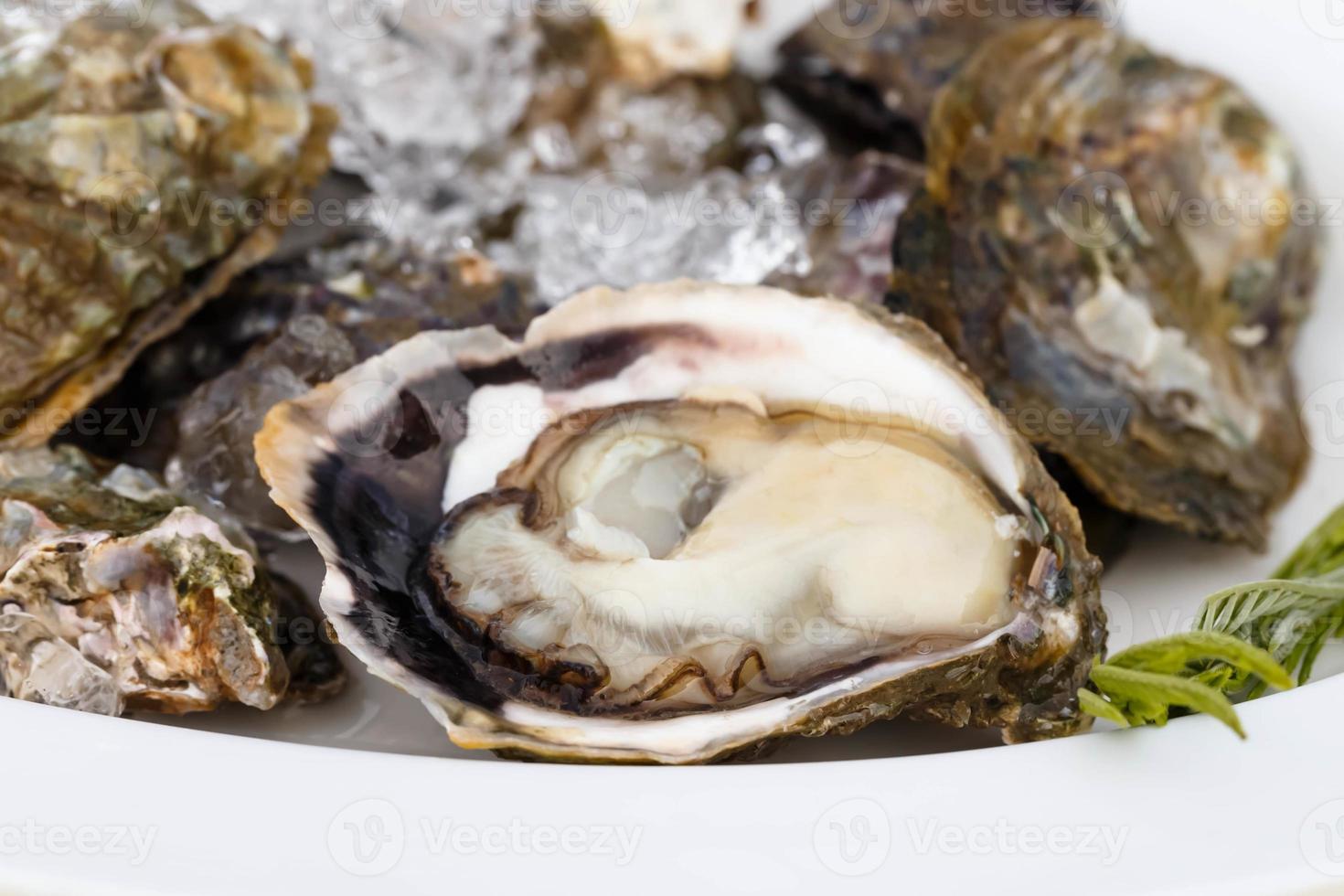 fresh oyster on a plate close-up photo