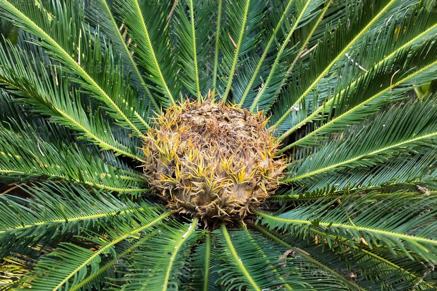 cycas circinalis, reina sagú, cono hembra foto