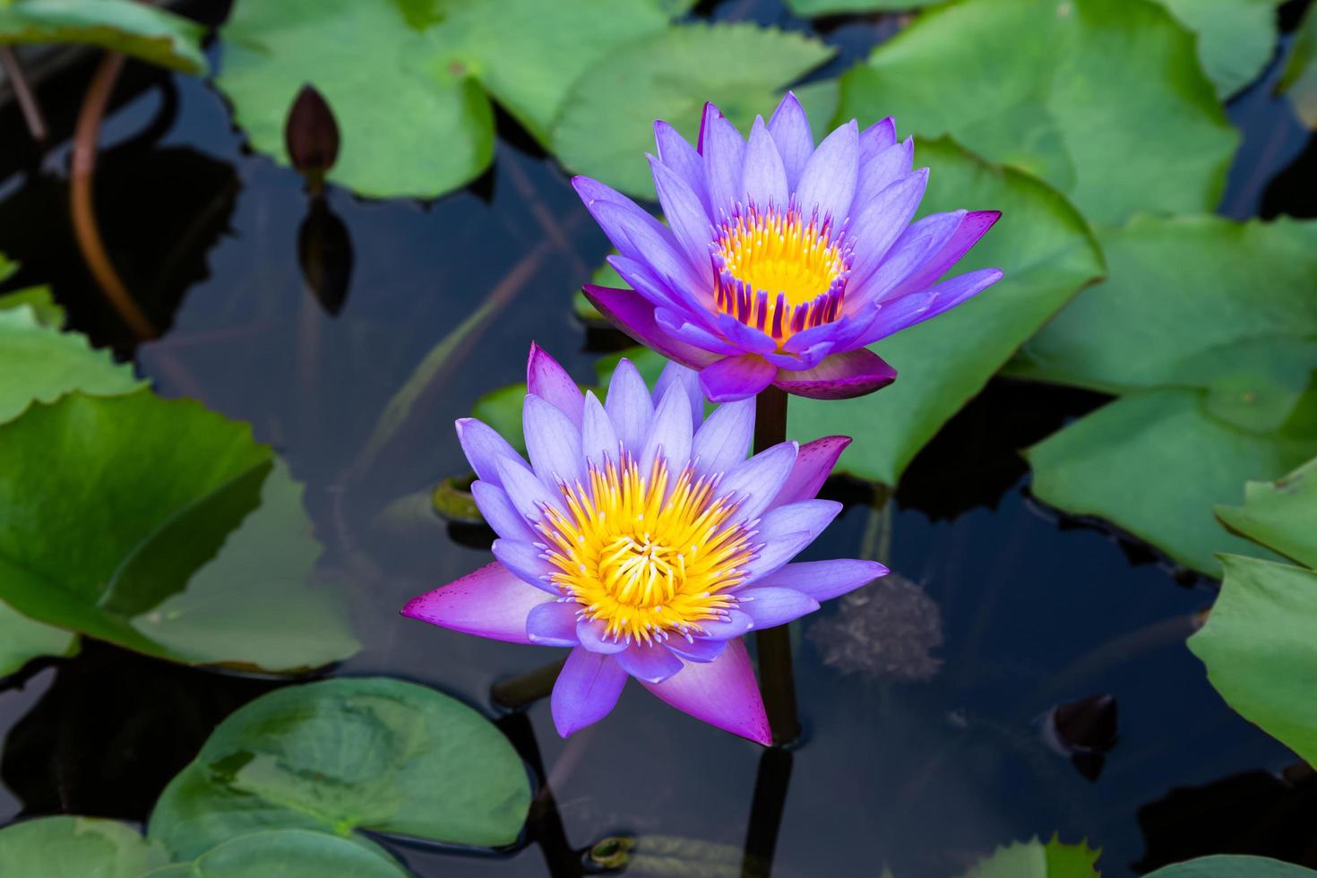 dos nenúfares morados en el lago foto