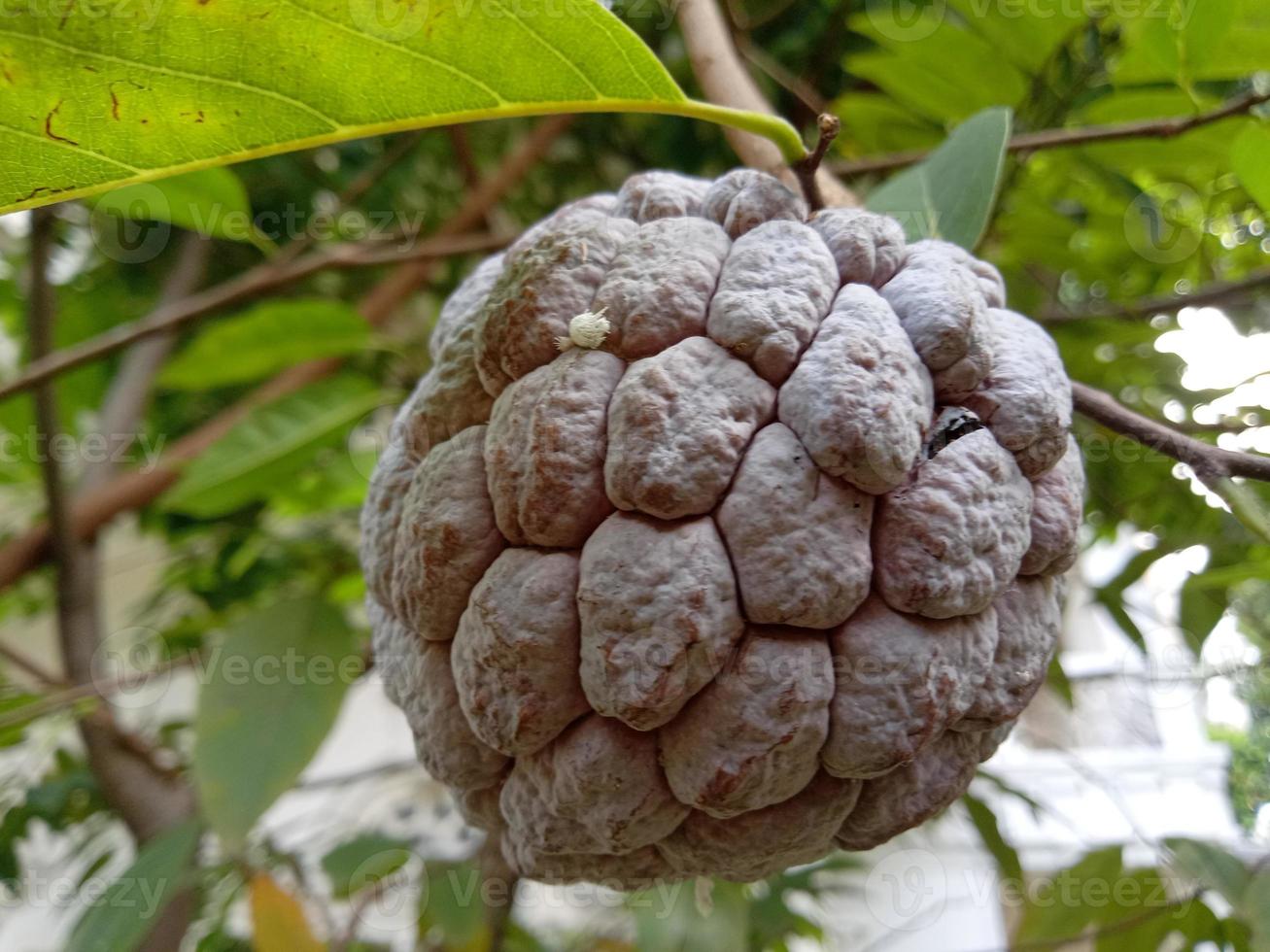 srikaya fruit from the tree photo