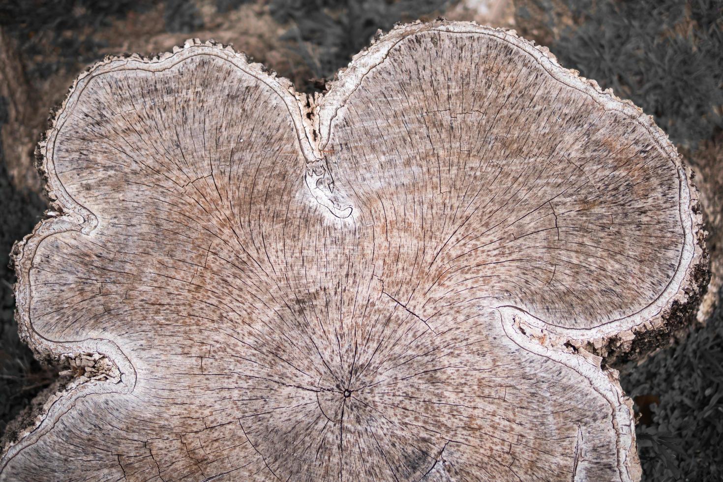 Wooden textured background. Cross-sectional view of a log cut end wooden textured. photo