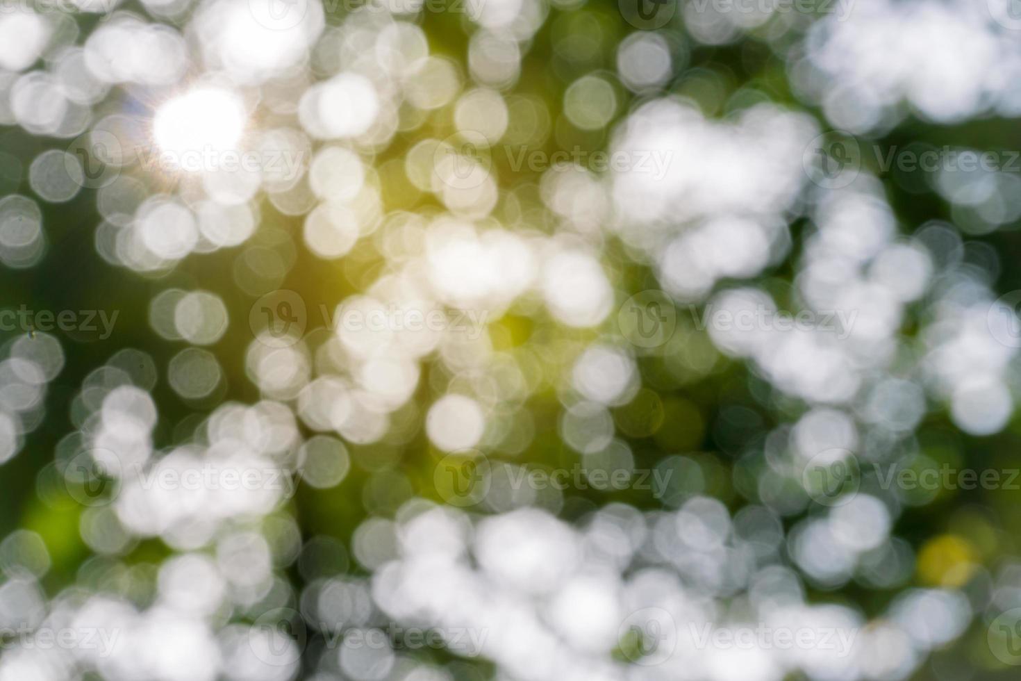 hojas verdes desenfocadas en el bosque con rayo de sol, fondo bokeh abstracto. foto