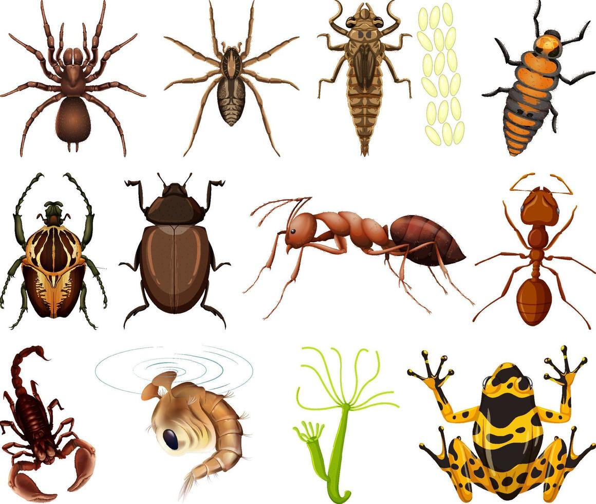 diferentes tipos de insectos y animales sobre fondo blanco vector