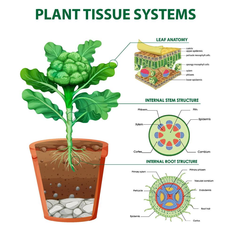 diagrama que muestra los sistemas de tejidos vegetales vector