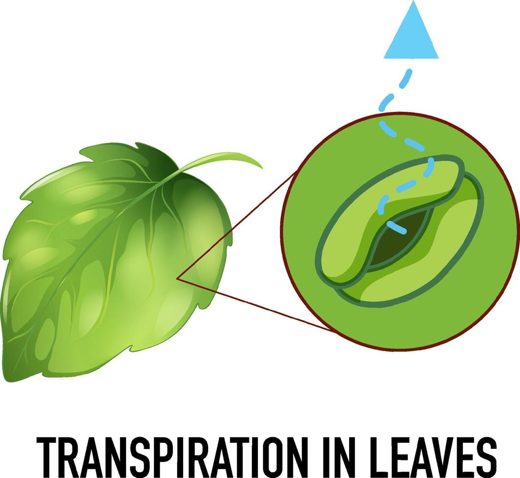 Science concept with transpiration in leaves vector