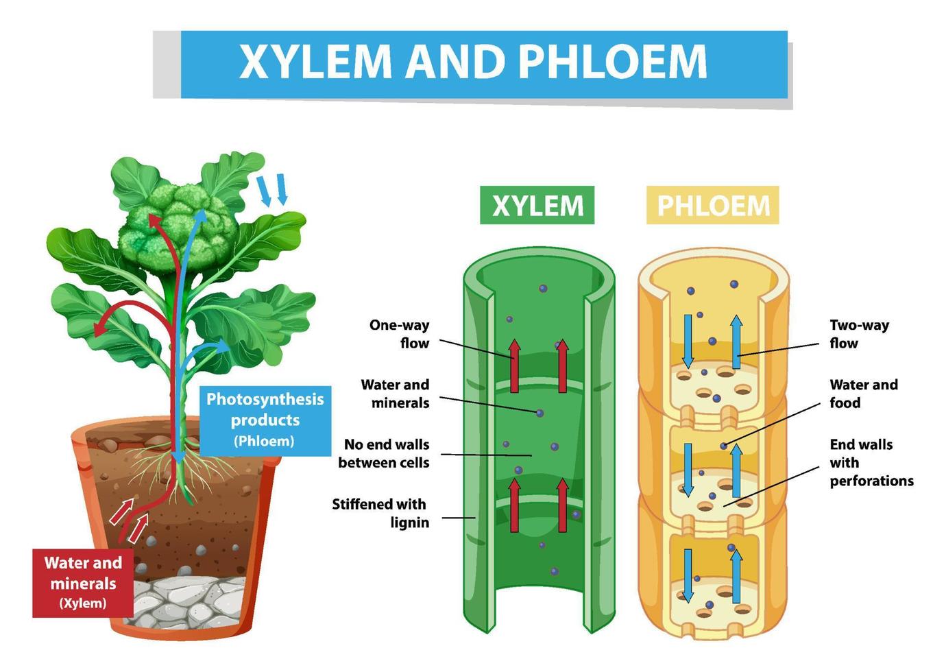 Diagram showing xylem and phloem in plant vector