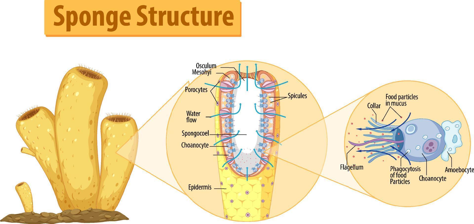 Diagram showing structure of sponge vector