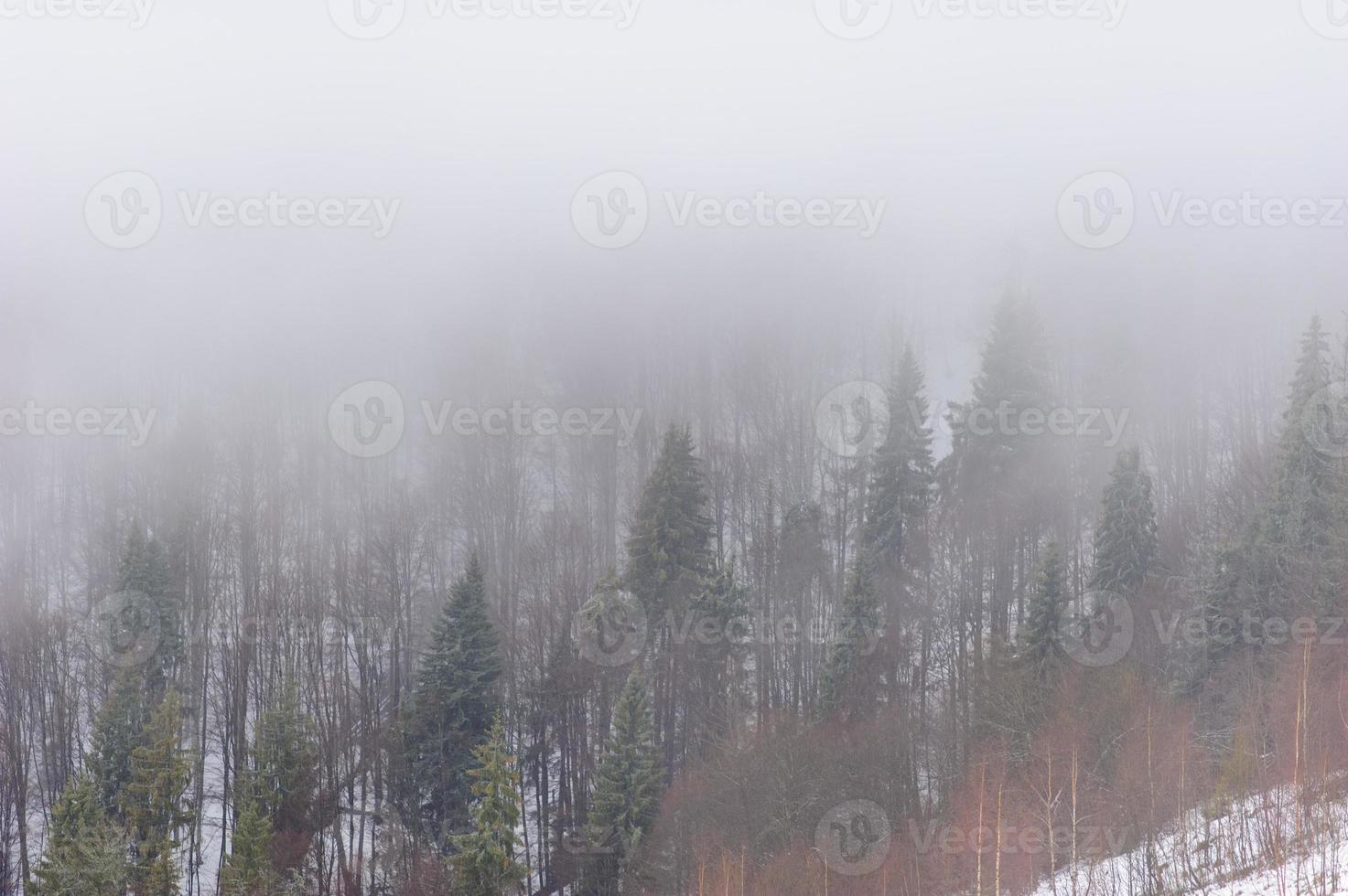 bosque de invierno cubierto de nieve. clima nublado. mala visibilidad. foto