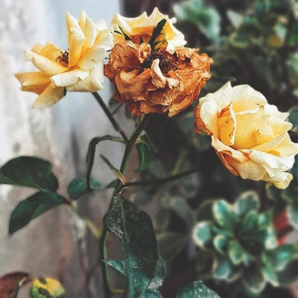 rosa amarilla y dorada en el jardín rosa seca foto