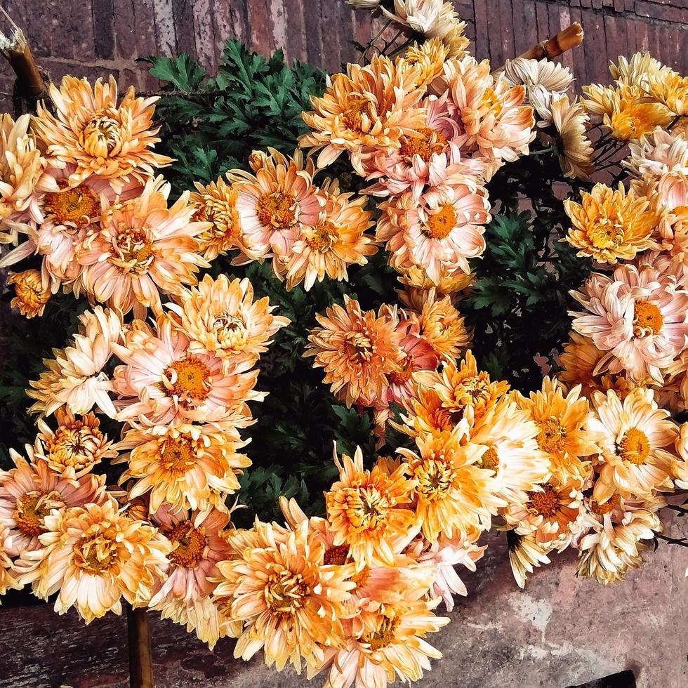 bouquet of chrysanthemums flowers photo