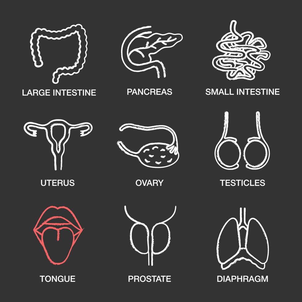 Human internal organs chalk icons set. Large and small intestine, pancreas, uterus, ovary, testicles, tongue, prostate, diaphragm. Isolated vector chalkboard illustrations