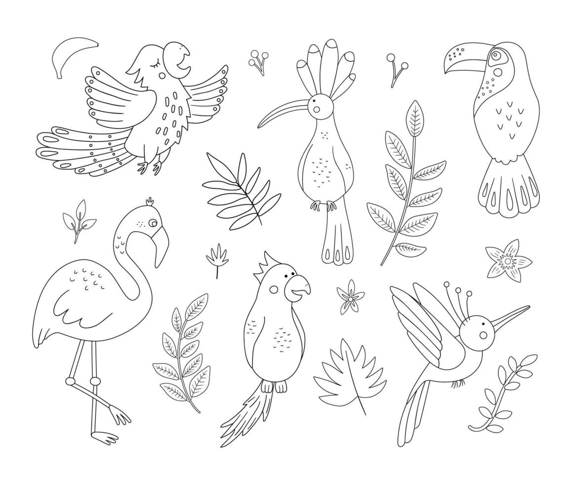 vector lindos pájaros exóticos, hojas, contornos de flores. divertidas plantas y animales tropicales ilustraciones en blanco y negro. boceto de verano en la jungla