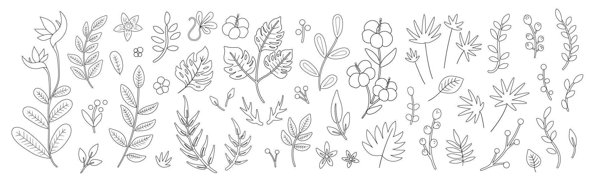 contornos de hojas y ramitas de flores tropicales vectoriales. follaje de la selva e ilustración floral en blanco y negro. boceto de plantas exóticas planas dibujadas a mano. diseño de vegetación de verano. vector