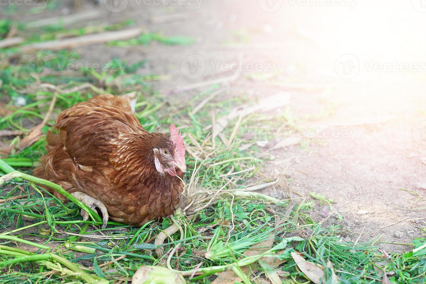 gallina poniendo huevos en la granja foto