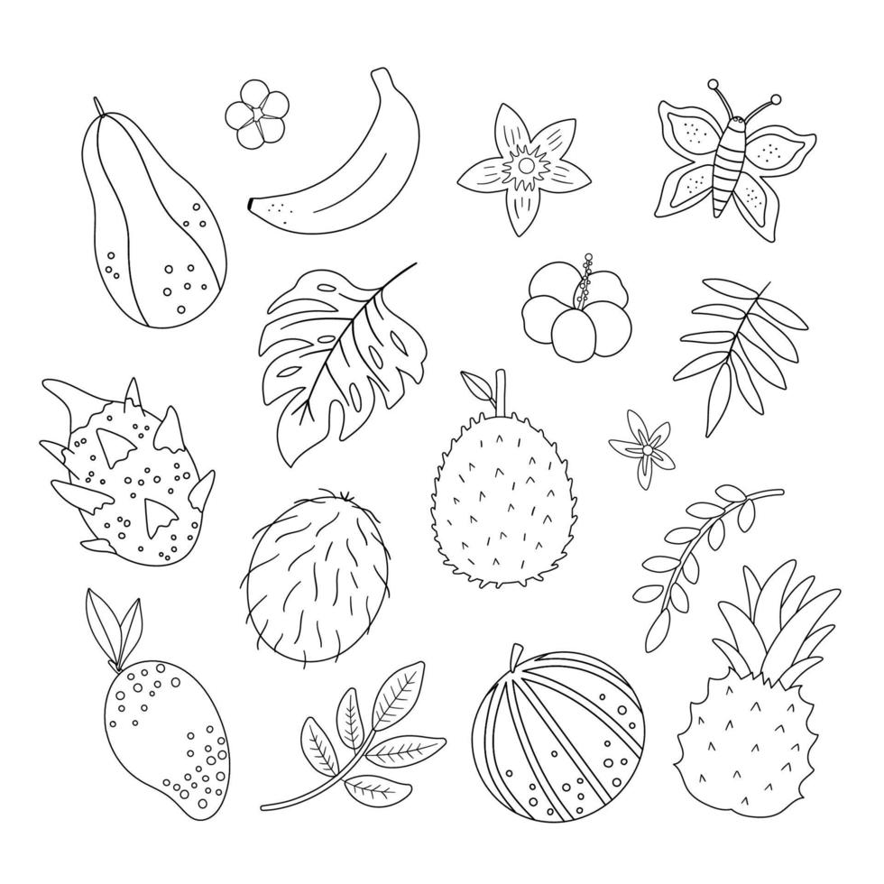Vector tropical fruit, flowers and leaves outlines. Jungle foliage and florals black and white illustration. Hand drawn flat exotic plants isolated on white background. Summer greenery design