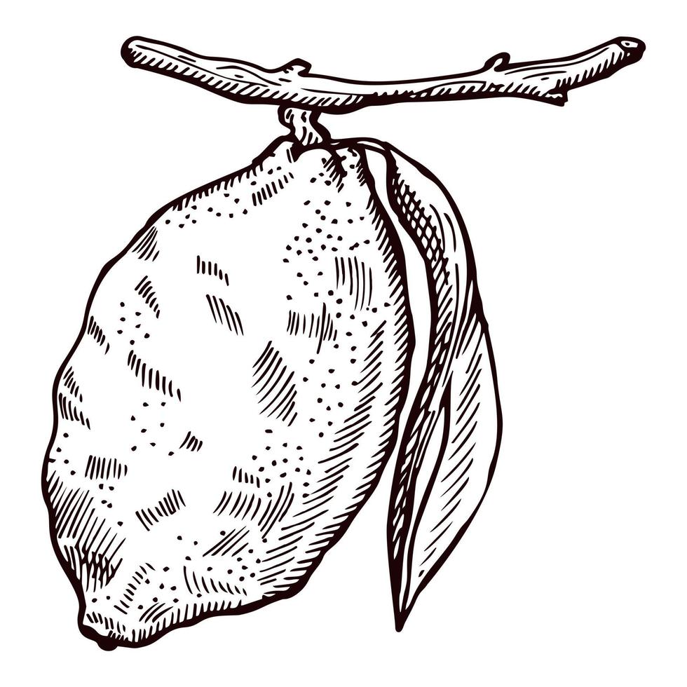Engraving lemon on branch with leaves. Hand drawn whole lemon or lime growing on twig. vector
