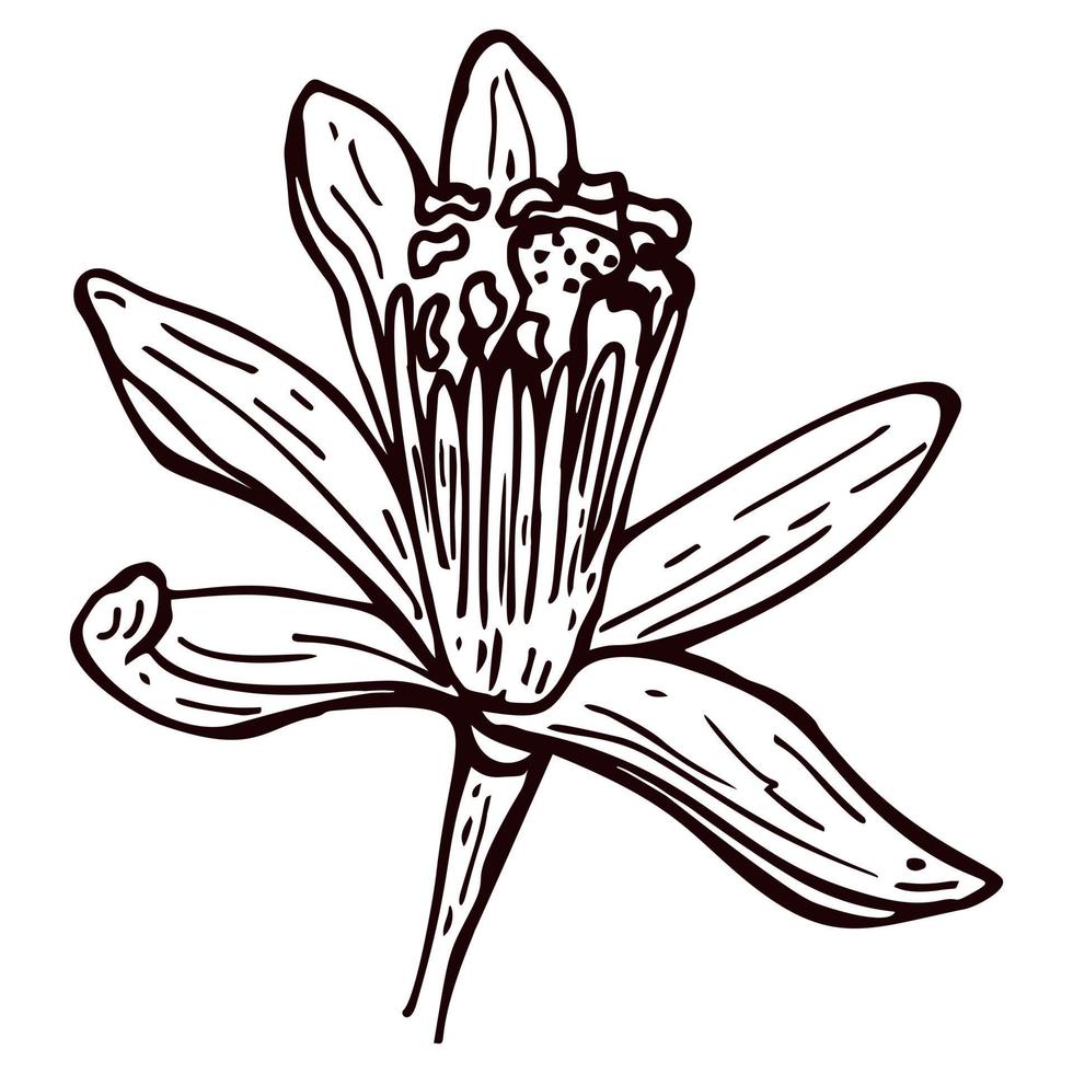 grabado flor de limón aislado sobre fondo blanco. flores dibujadas a mano limón o lima. vector