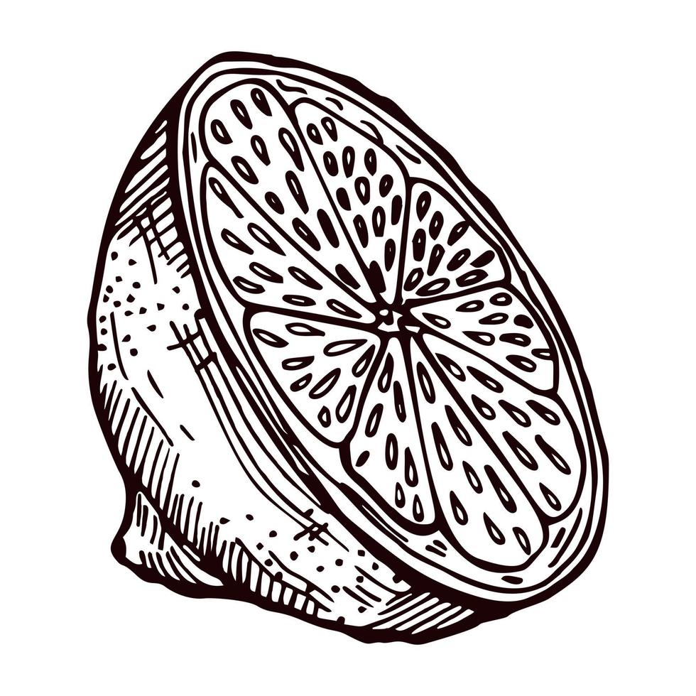 Engraving half lemon isolated on white background. Hand drawn piece lemon or lime. vector