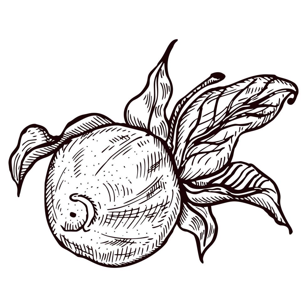 Engraving lemon on branch with leaves. Hand drawn whole lemon or lime growing on twig. vector