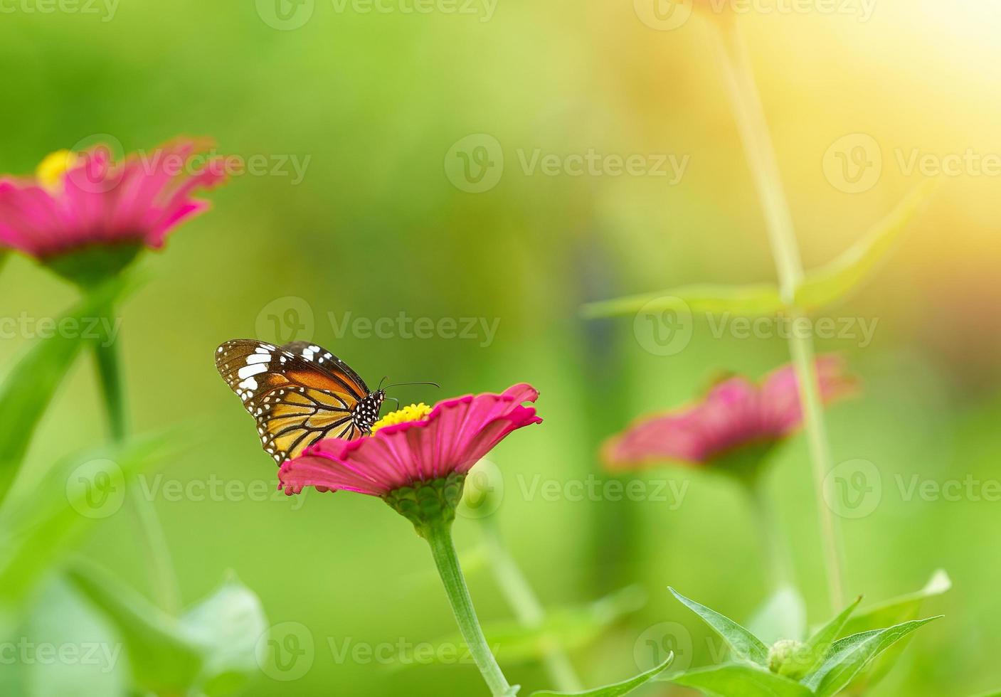 mariposa en flor de pétalo rosa con polen en tallo sobre fondo borroso foto