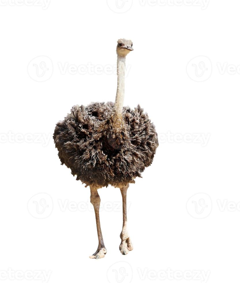 Ostrich in zoo walking in day light photo