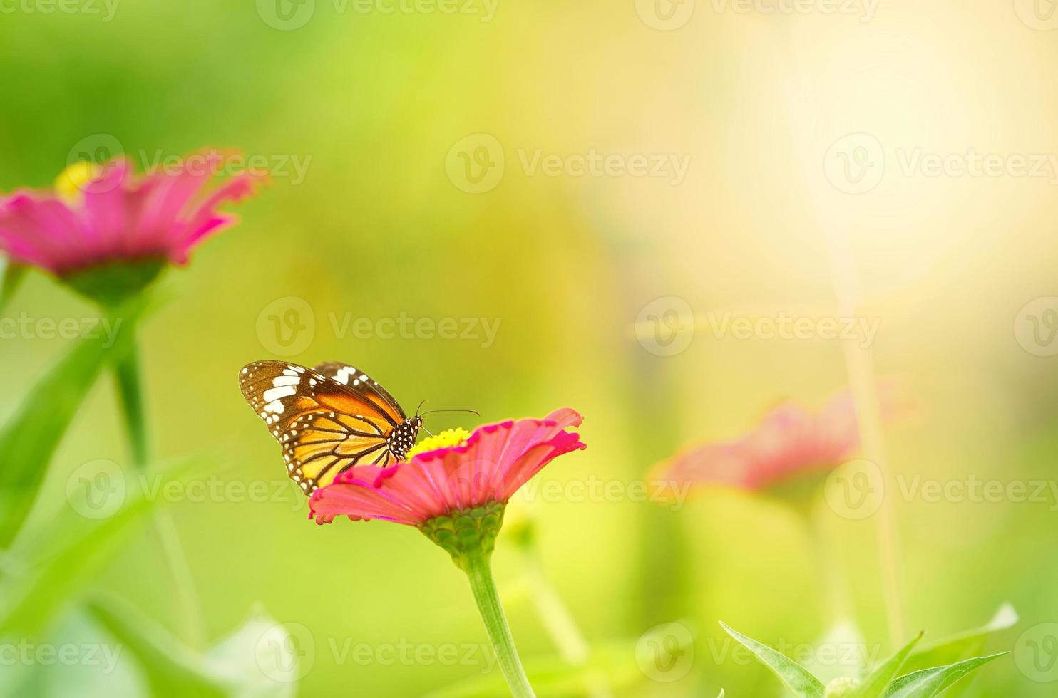 pink petal flower with butterfly on stem  on blur background photo