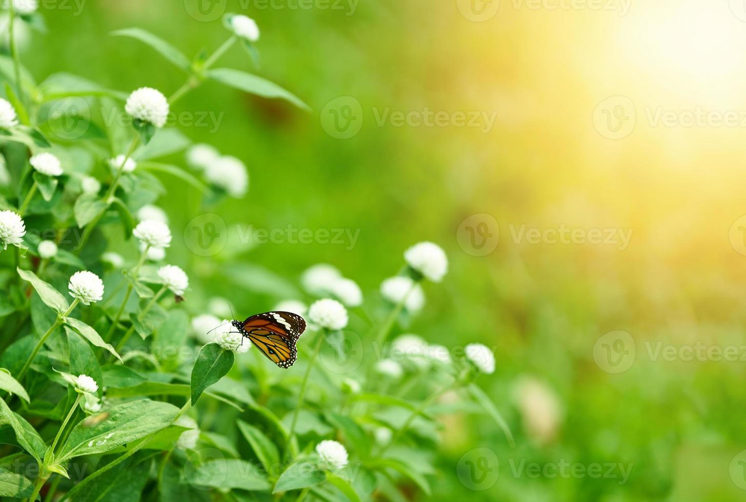 Butterfly on white flowers with green theme photo