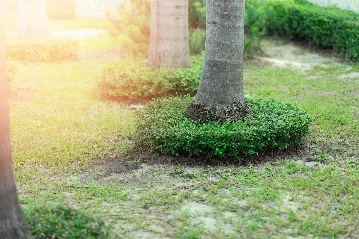 small bushes circle round base of Tree coconut or palm in garden cover with grasses on ground soil photo