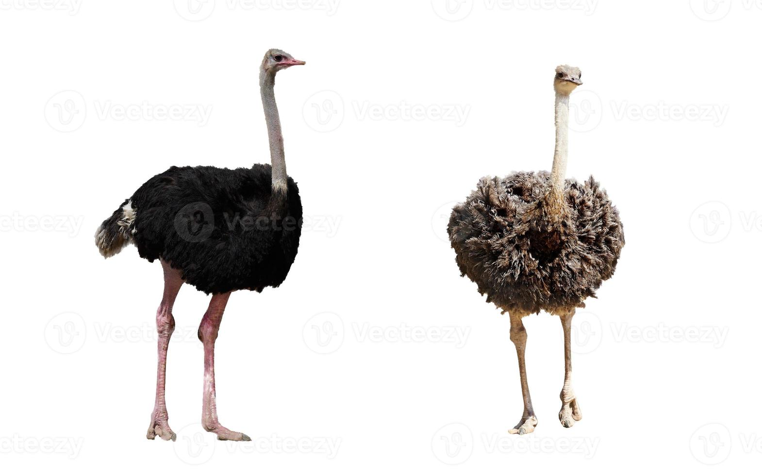 Ostrich in zoo walking in day light photo