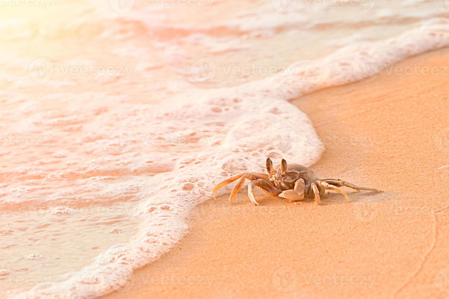 crab at beach sea photo