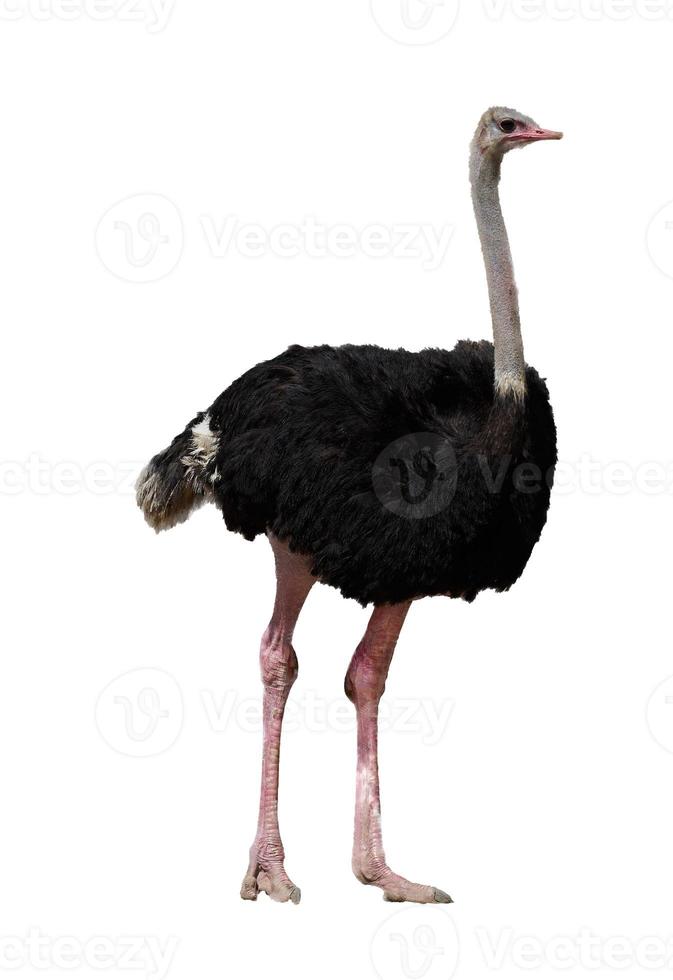 Ostrich in portrait full body side view on isolated white background photo