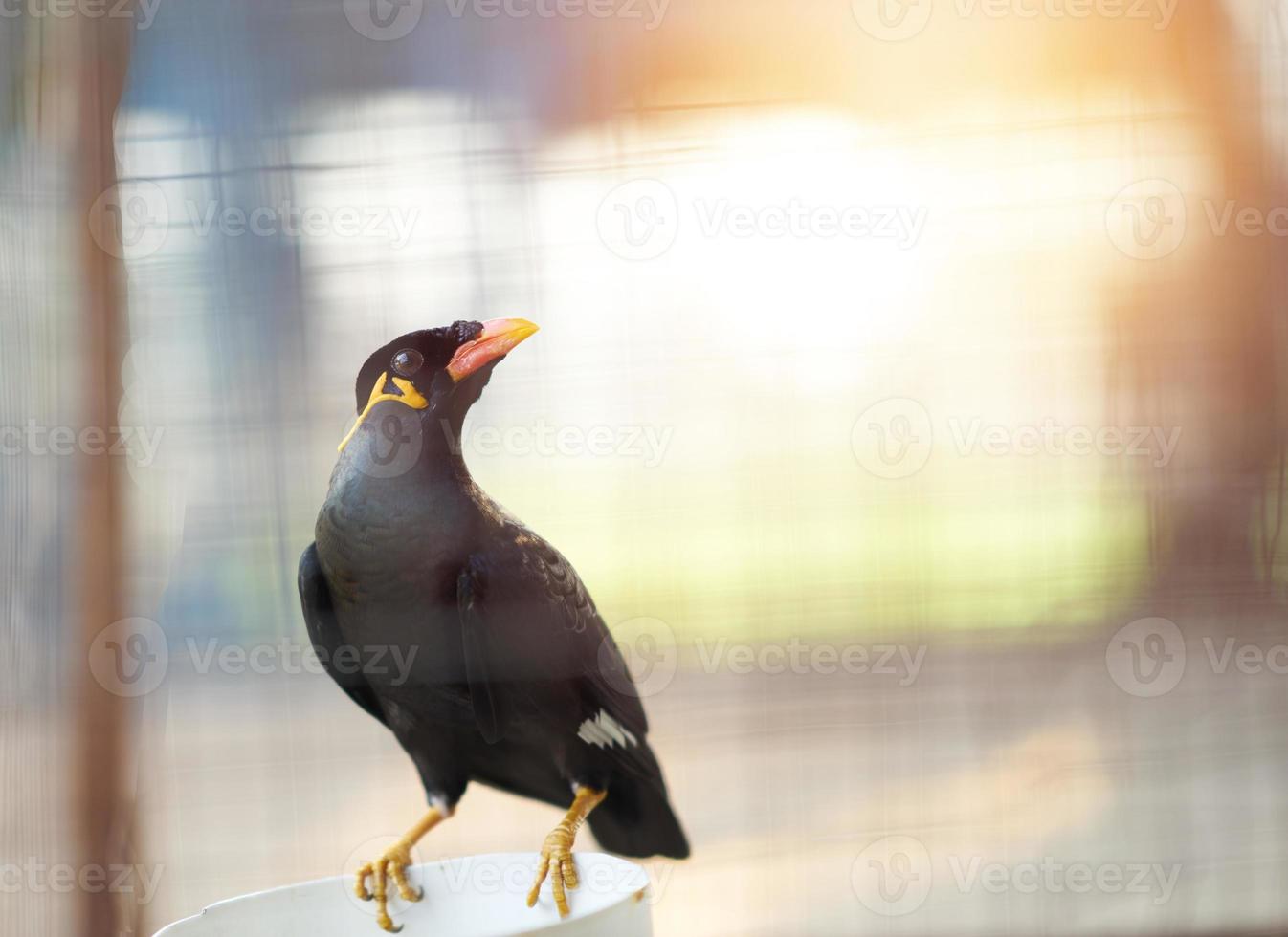 hill myna or black bird in cage net  foreground in detain or imprison life concept photo