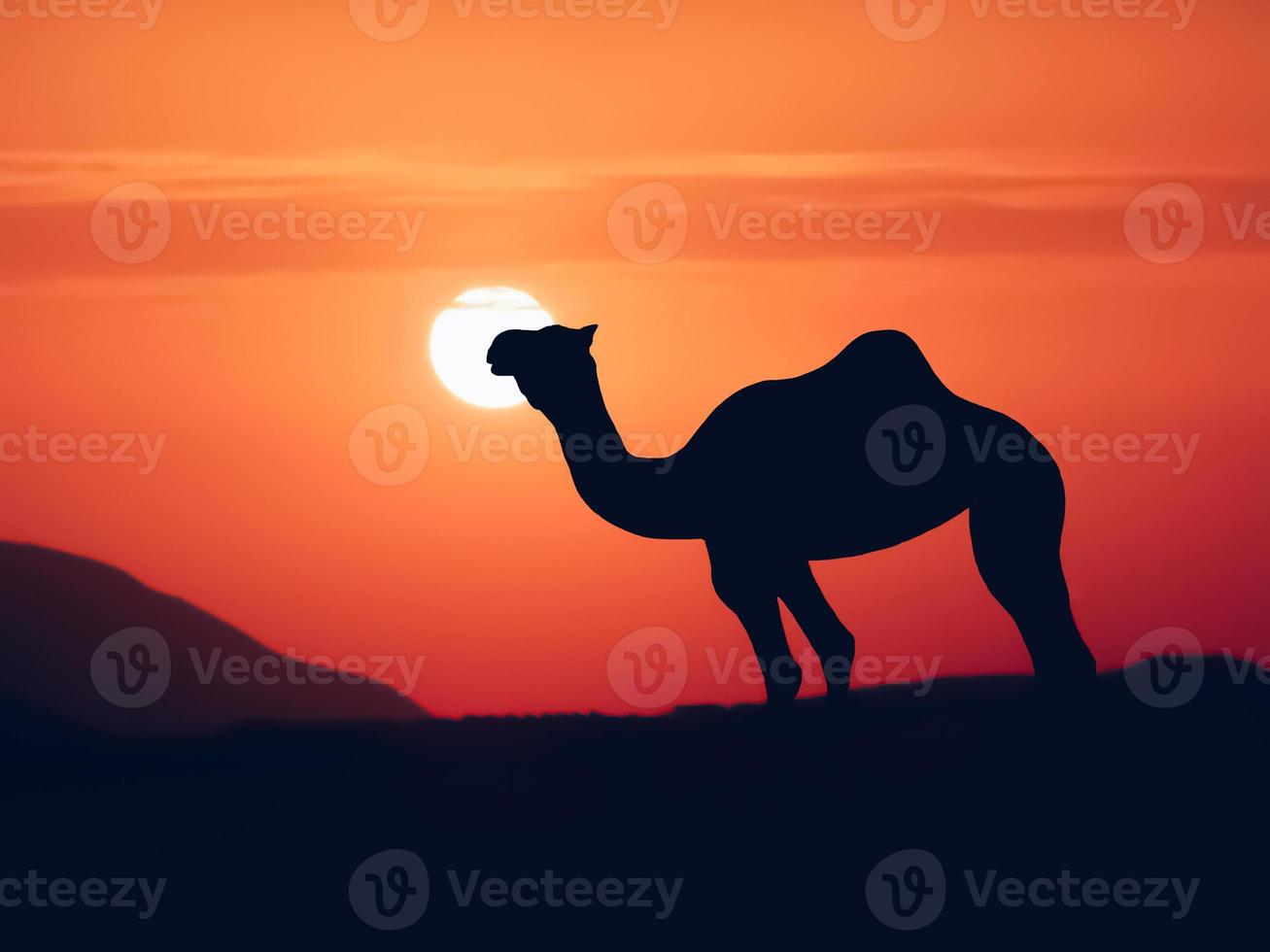 wild camel silhouette in the Sahara desert at sunset photo