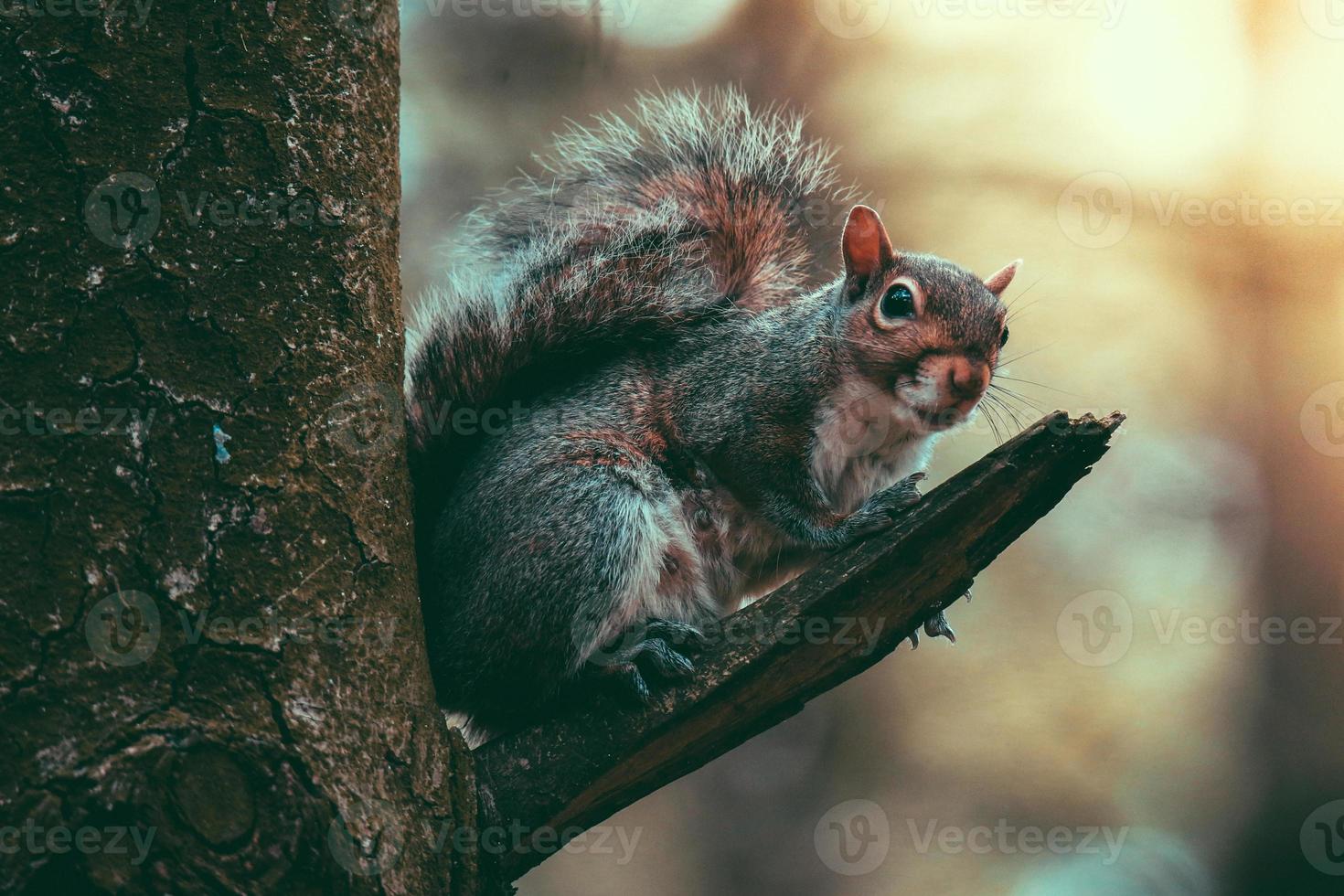 ardilla norteamericana en una pequeña rama en el bosque durante una puesta de sol de invierno foto