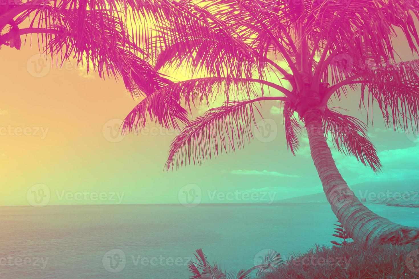 tropical seascape with palm trees at sunset photo