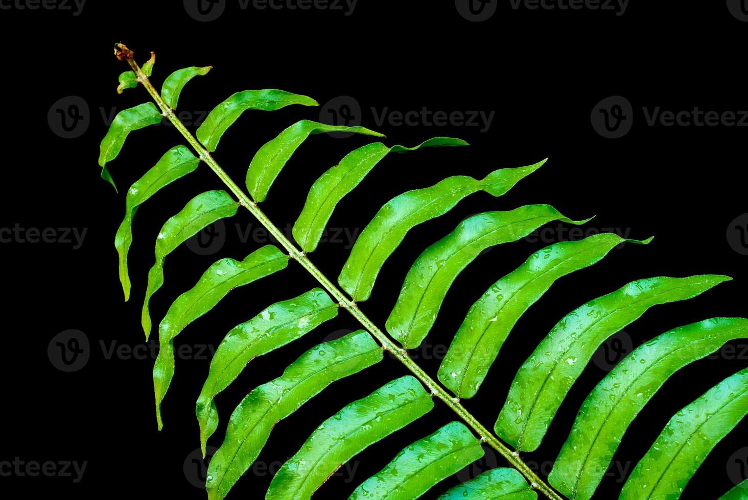 Freshness Green leaf of Fern photo