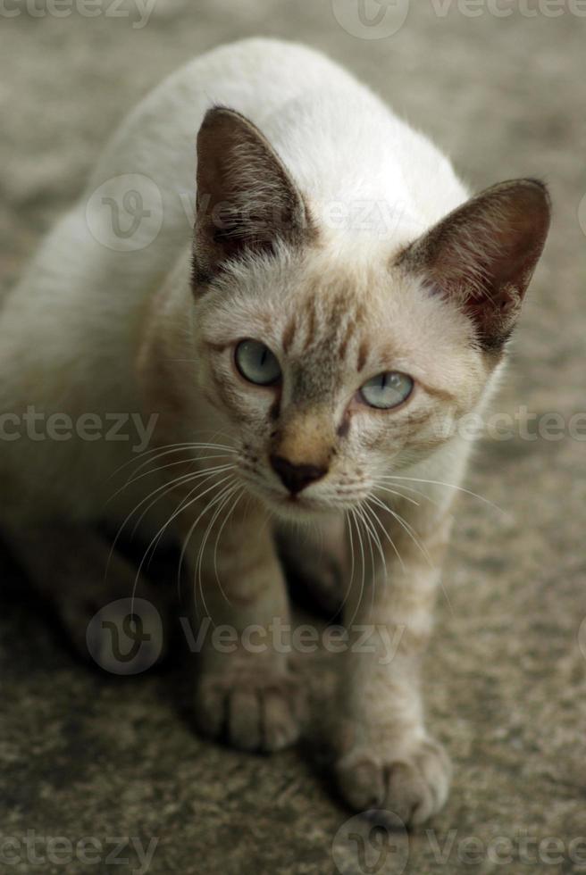The white cat looking straight to camera, the expression of doubt photo