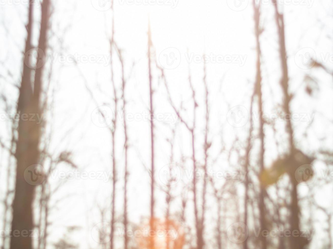 The drought and overgrown teak plantation in the morning light photo