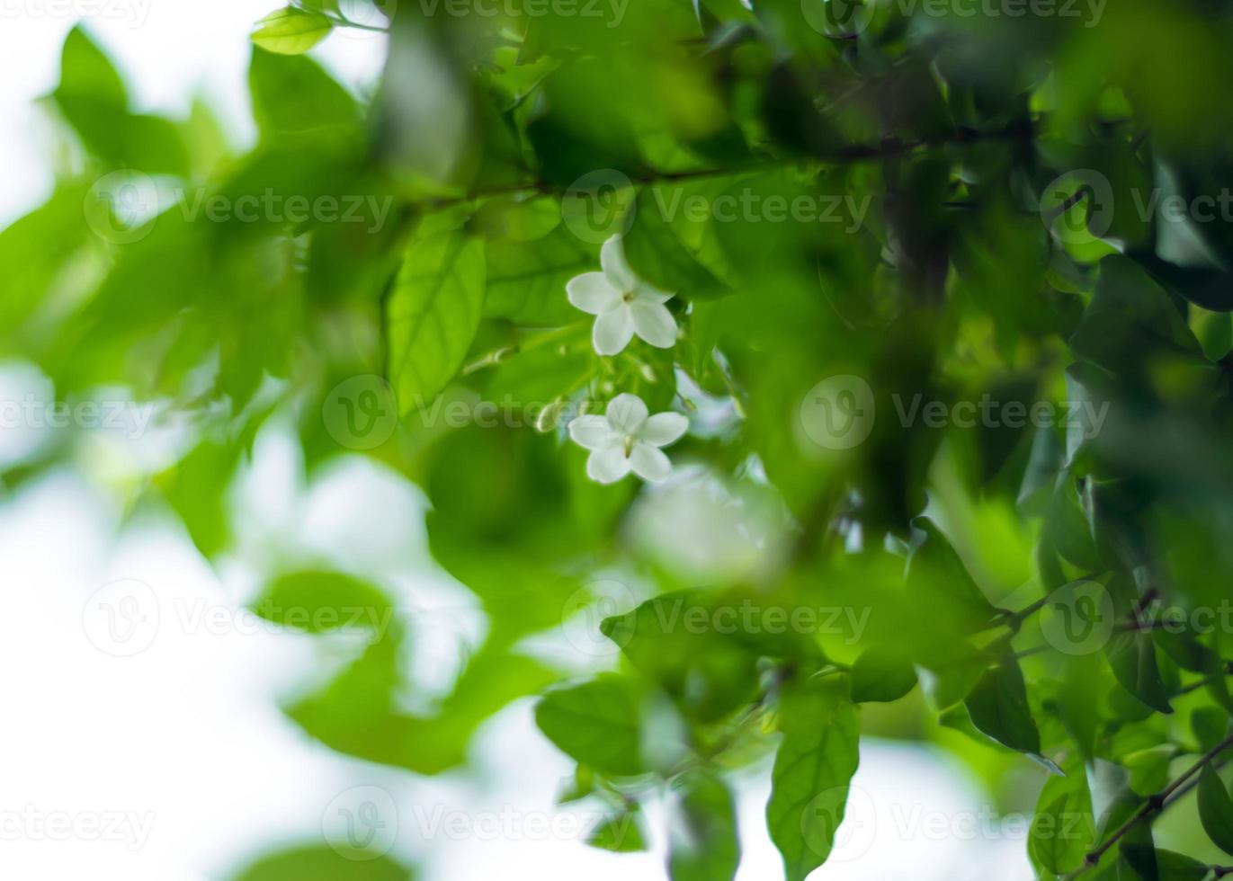 White flowers, small and fragile, Moke photo