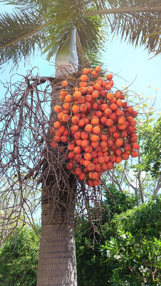 Focus on Areca catechu or Areca nut palm, Betel Nuts The ripe fruits, round, orange. natural sunlight. photo