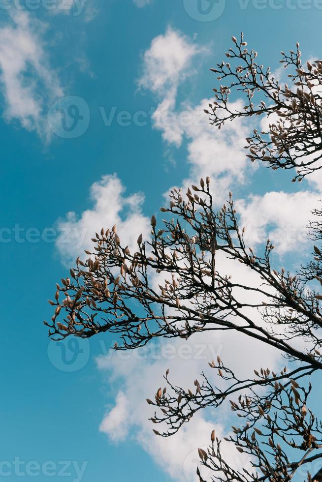 hermosos capullos de magnolia contra el cielo foto