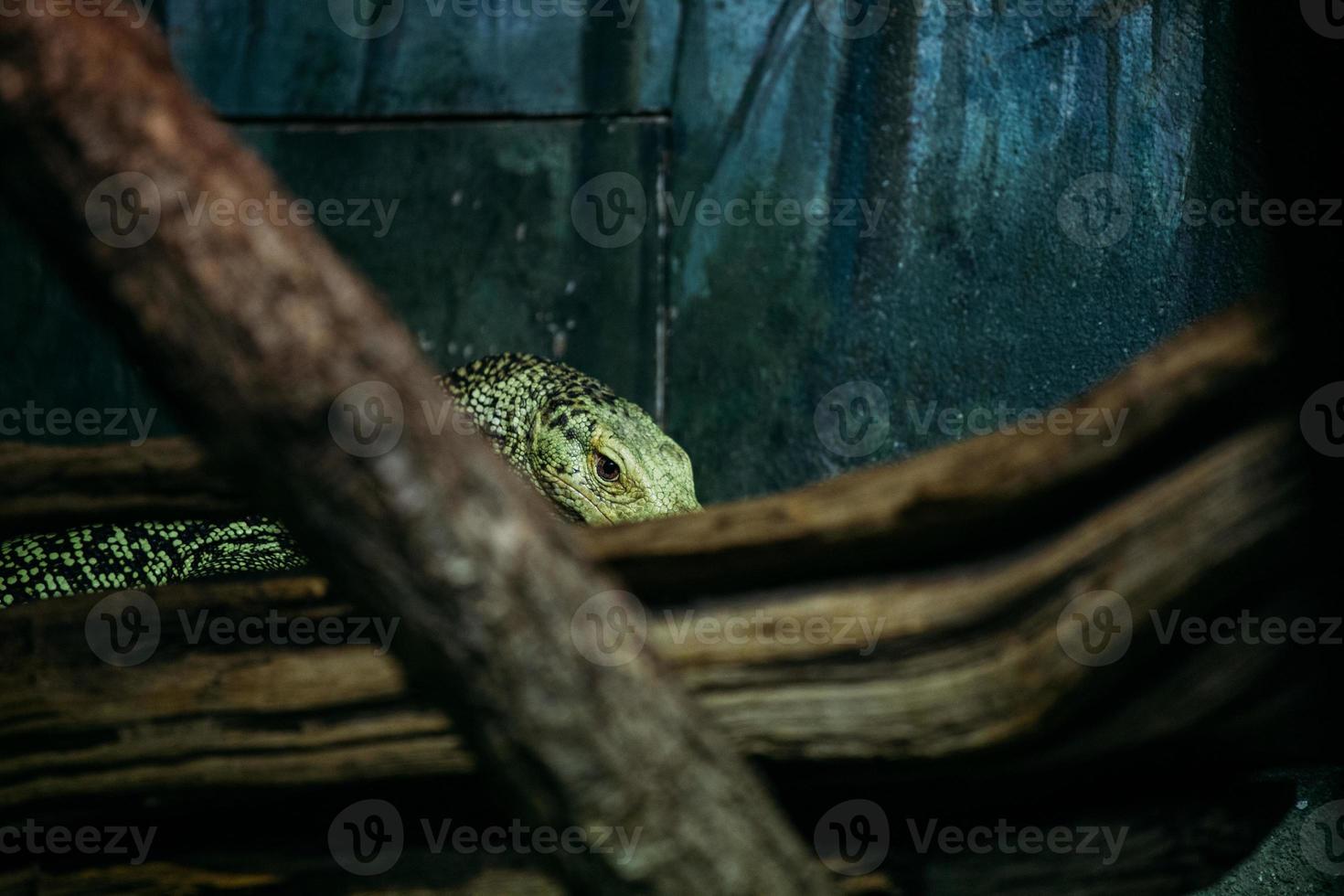 Sinister lizard in terrarium photo