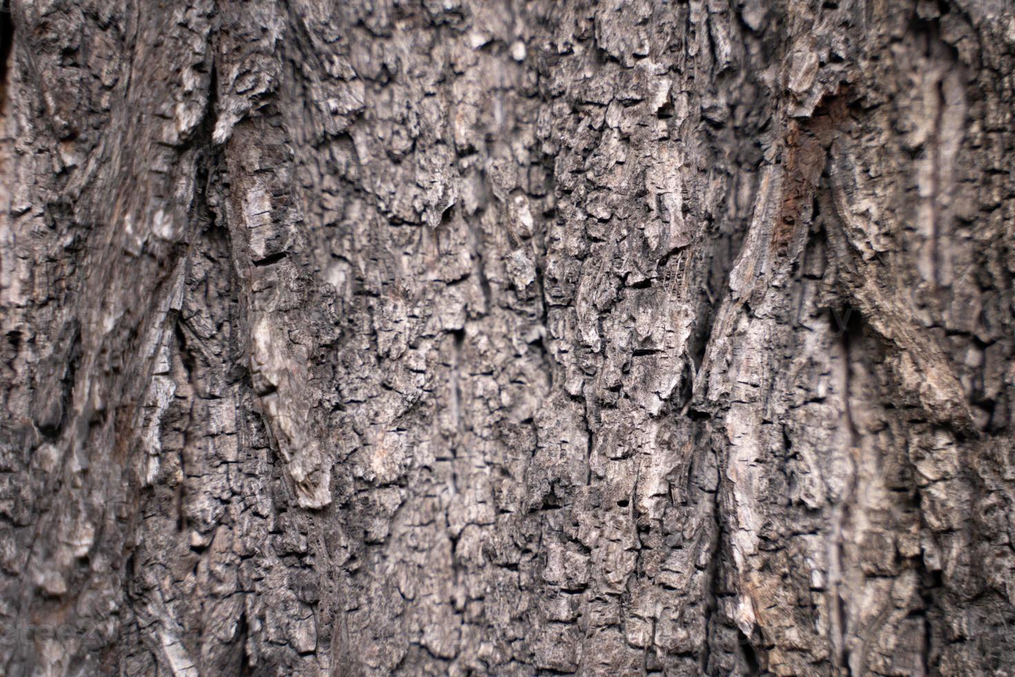 Tree bark texture photo